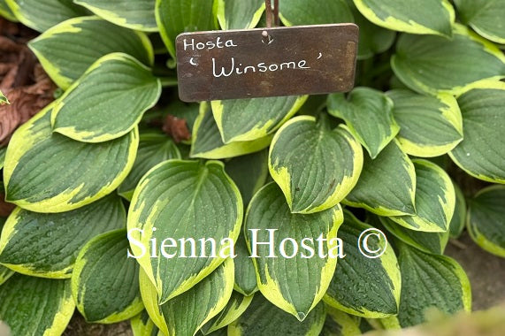 Hosta 'Winsome'