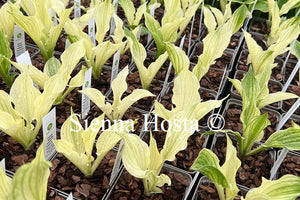 Hosta White Feather Improved