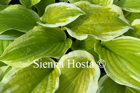 Hosta 'Spring Morning'
