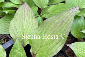 Hosta First Blush