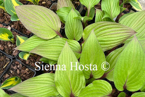 Hosta First Blush