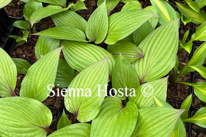 Hosta First Blush