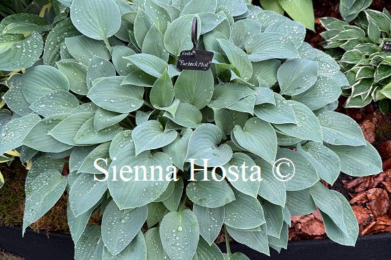 Hosta 'Purbeck Mist'