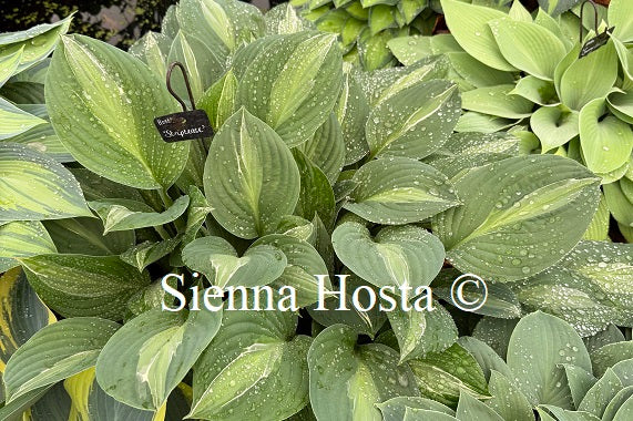Hosta 'Striptease'