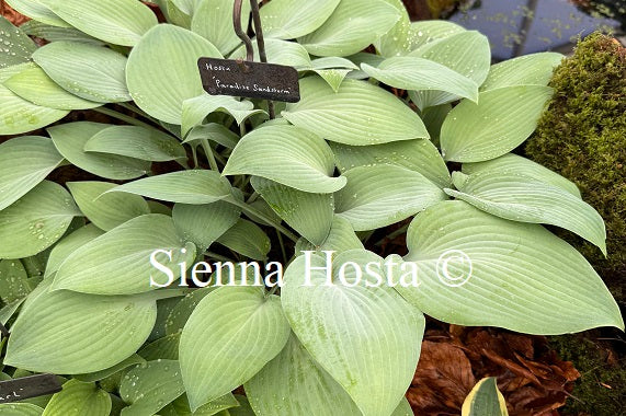 Hosta 'Paradise Sandstorm'