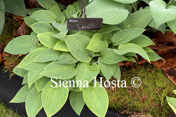 Hosta 'Carl'