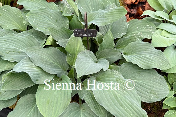 Hosta 'Metallica'