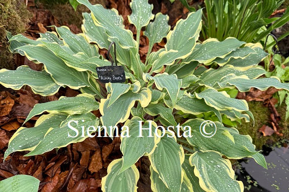 Hosta 'Kinky Boots'