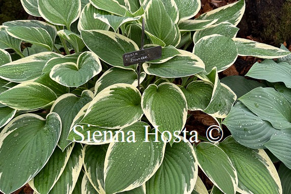 Hosta 'Francee'