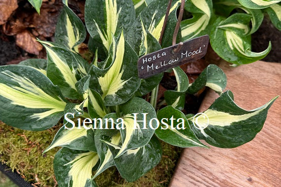 Hosta 'Mellow Mood'