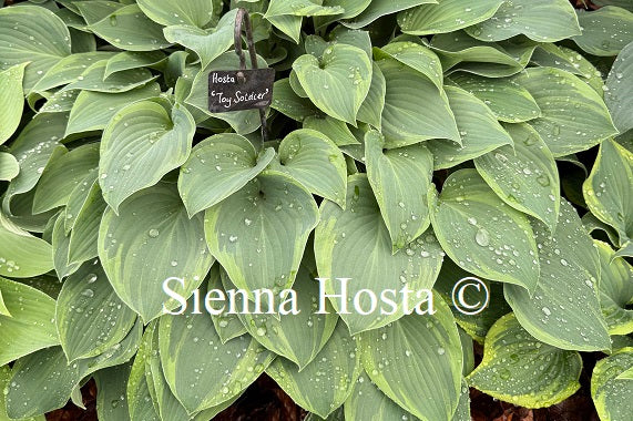 Hosta 'Toy Soldier'
