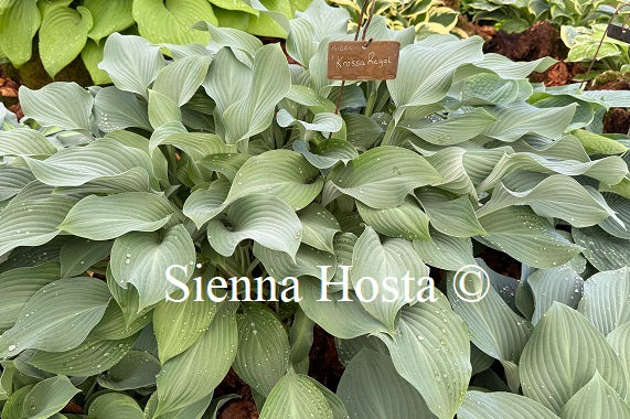 Hosta 'Krossa Regal'