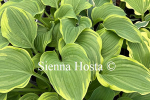 Hosta Mardi Gras