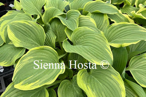 Hosta Mardi Gras