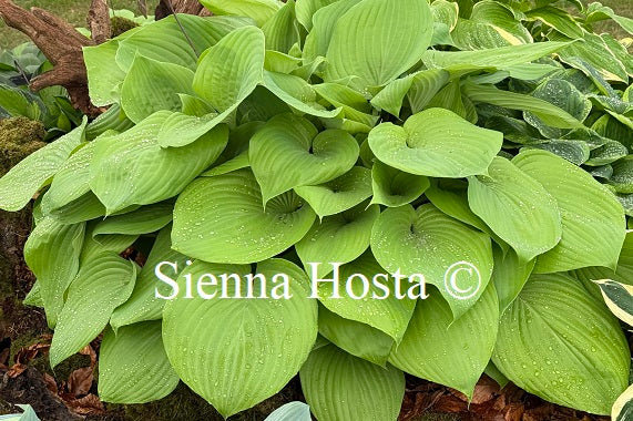 Hosta 'Sum and Substance'