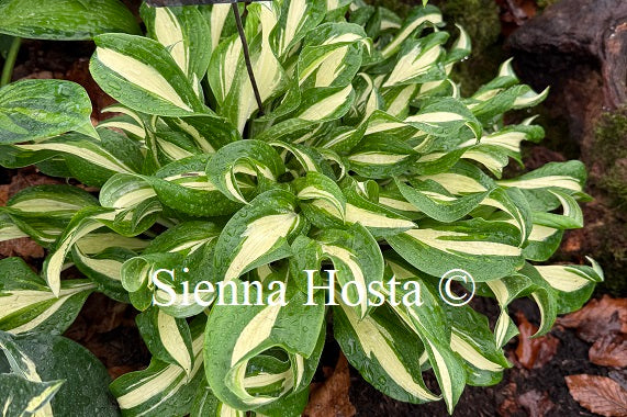 Hosta 'Kiwi Spearmint'