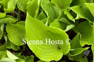 Hosta Chopsticks