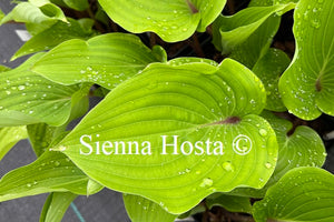 Hosta Chopsticks