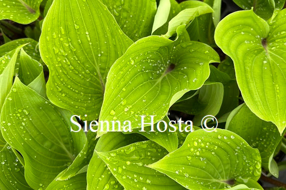 Hosta Chopsticks