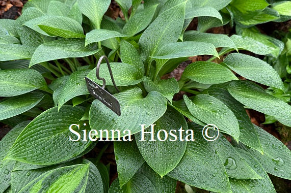 Hosta 'Devon Green'