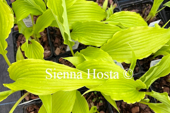 Hosta 'Frisian Pride'