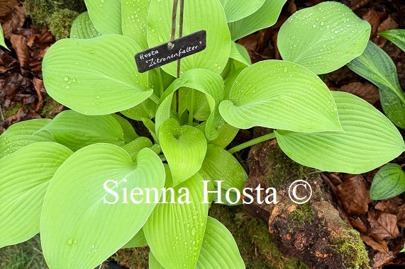Hosta 'Zitronenfalter'