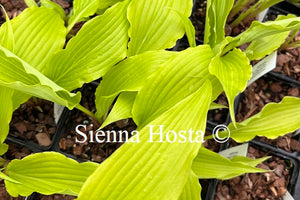 Hosta 'Frisian Pride'