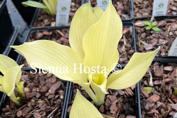 Hosta Grey Ghost