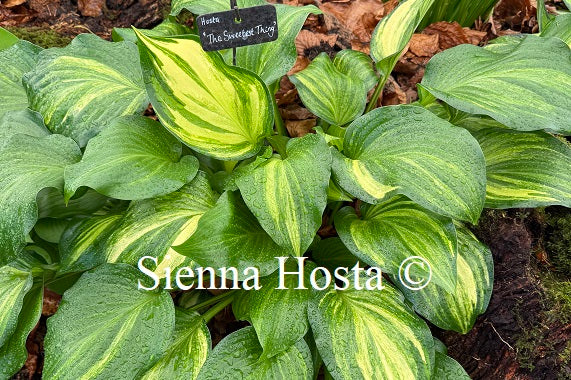 Hosta 'The Sweetest Thing'