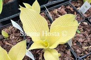 Hosta Grey Ghost