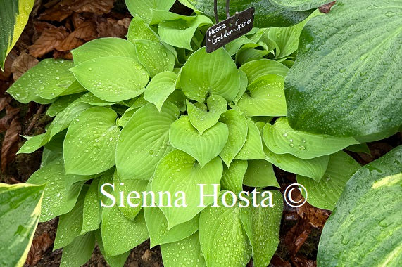 Hosta 'Golden Spider'