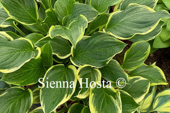 Hosta 'So Sweet'