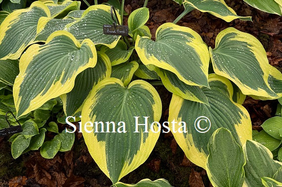 Hosta 'Broad Band'