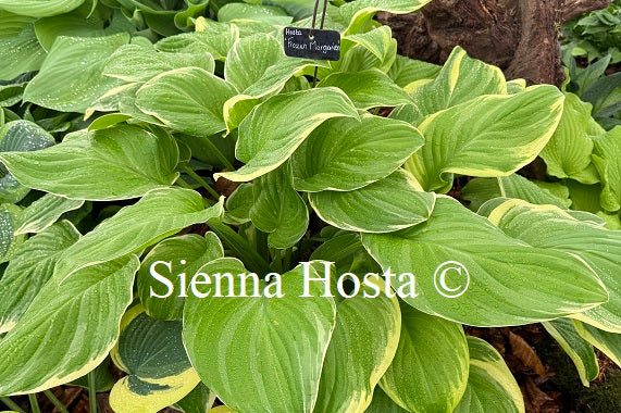 Hosta 'Frozen Margarita'