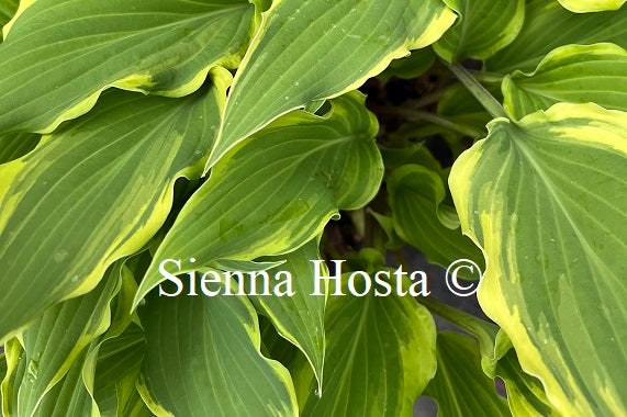 Hosta Kinky Boots