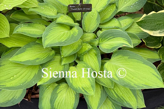 Hosta 'Sweet Home Chicago'