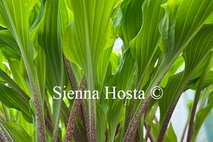 Hosta Kinky Boots