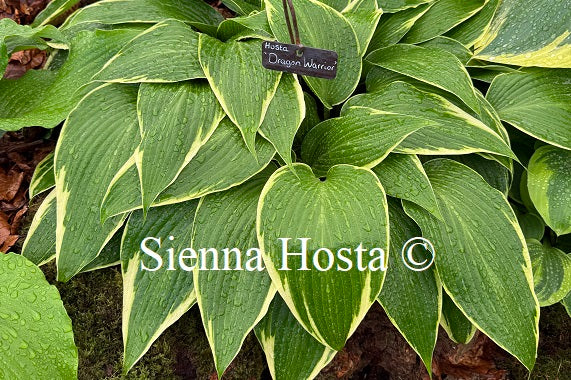 Hosta 'Dragon Warrior'