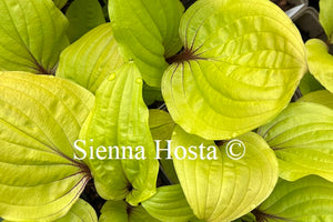 Hosta Lipstick Sunset