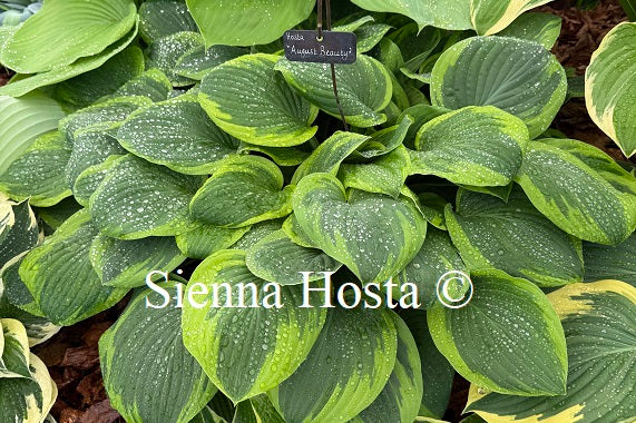 Hosta August Beauty'