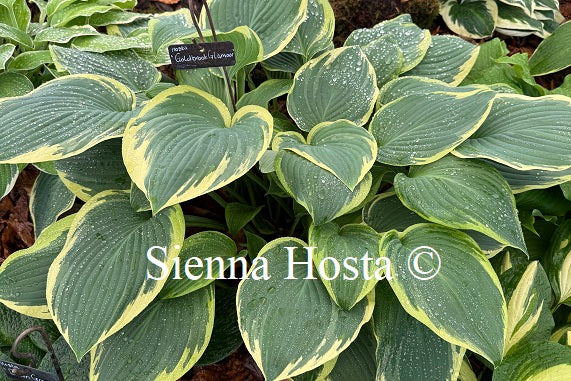 Hosta 'Goldbrook Glamour'