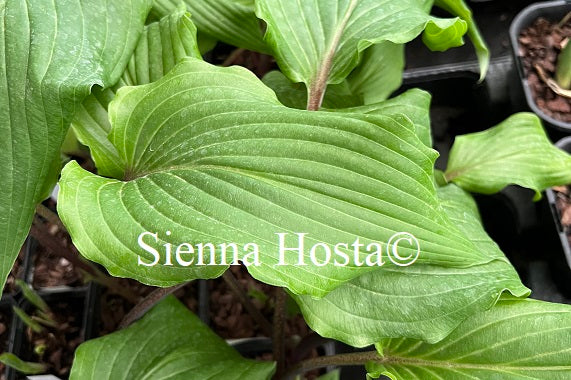 Hosta Valleys Red Scorpion