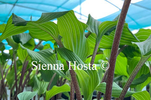 Hosta Valleys Red Scorpion Red Stems