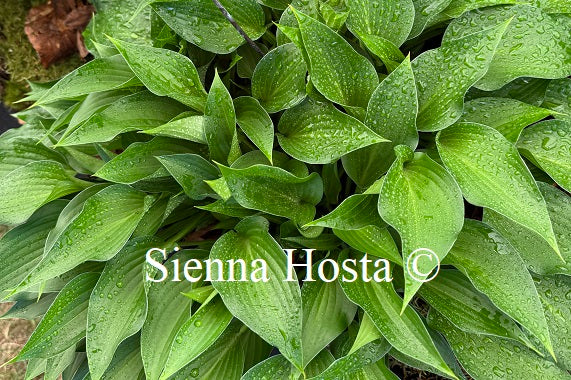 Hosta 'Harry van Trier'