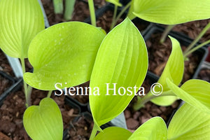 Hosta Zitronenfalter