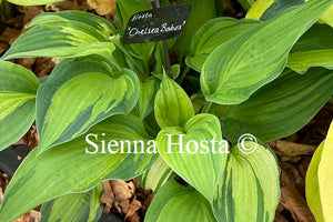 Hosta Chelsea Babe