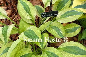 Hosta Yellow Polka Dot Bikini