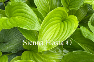 Hosta plantaginea 'Grandiflora'