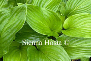 Hosta plantaginea 'Grandiflora'