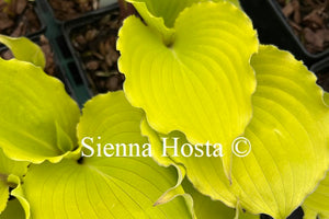 Hosta Jessica Alba